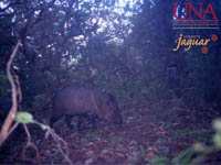 Jaguar 15
